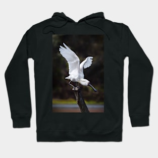 Royal Spoonbill nails the landing Hoodie